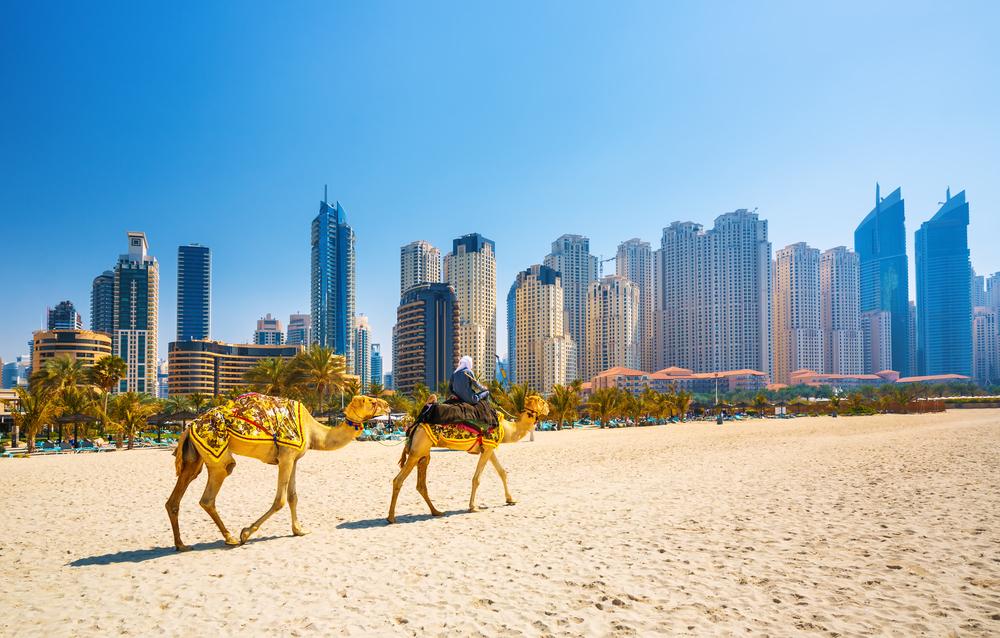 camel walking on a beach 